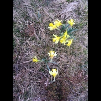 Jonquille (Loire, Col de la Loge)